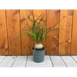 Slonia noha (Nolina - beaucarnea recurvata) - výška 20-30 cm, kont. C1L